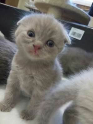шотландская кошка