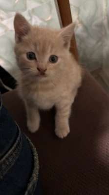 Котята в Черкесске