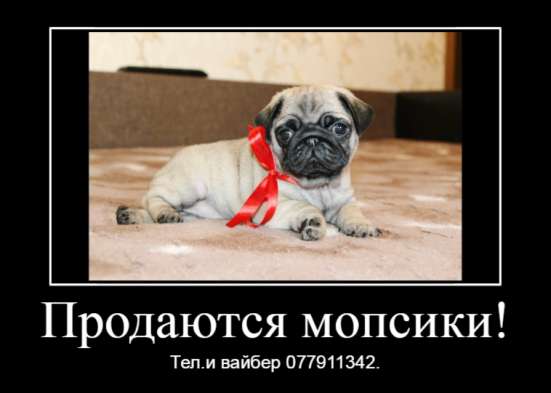 Продаются щенки королевского мопса! фото 4