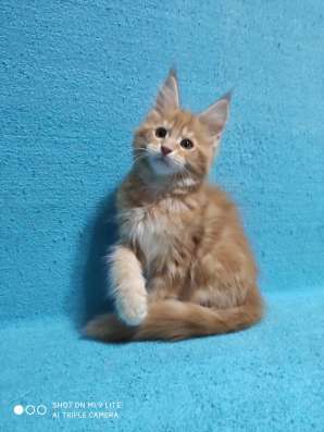 Котики мей-кун из питомника в Владимире фото 26