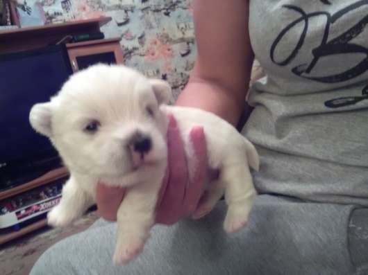Продаются щенки West Highland White terrier