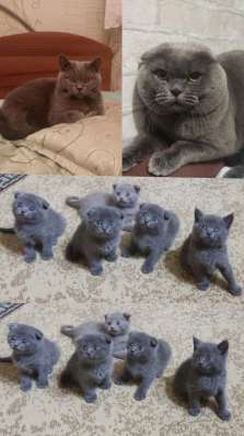 Британские котята