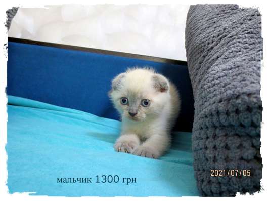 Продам котят окраса Блю Поинт фото 6