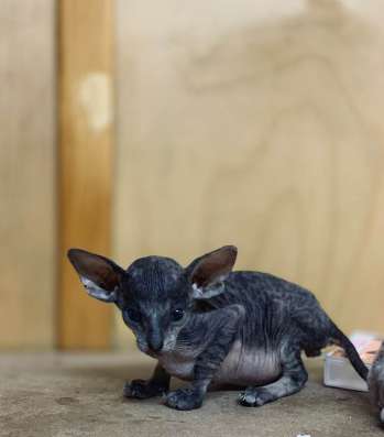 Male PBD f1 n21 thin flock фото 4