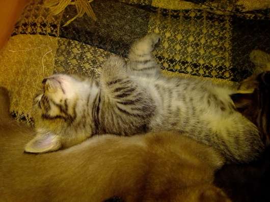 ШОТЛАНДСКИЕ КОТЯТА фото 7