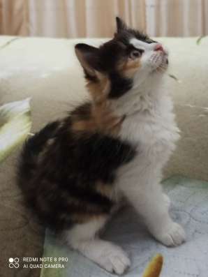 Котята в хорошие руки фото 4
