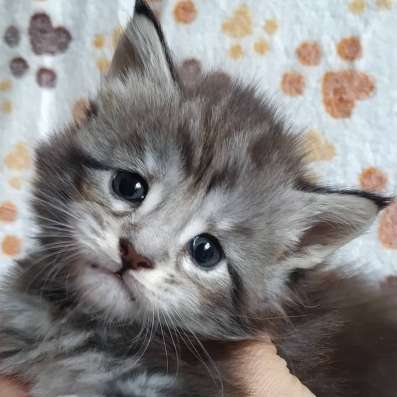 Котята мейн-кун из питомника фото 18