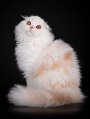 Котенок - счастье в дом