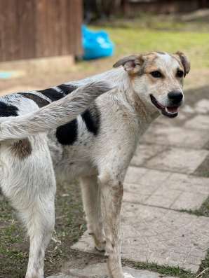 Красивый 5 мес щенок Джони ищет дом! в Москве фото 6