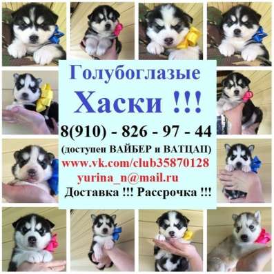 Хаски щенята
