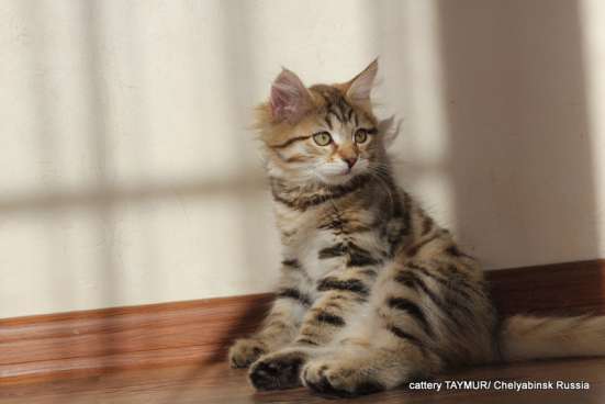 Сибирский котенок из питомника в Челябинске фото 7