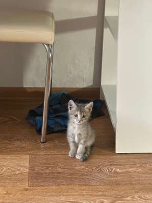 Котенок в добрые руки в Воронеже