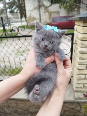 Продам шотландских котят, срочно фото 8