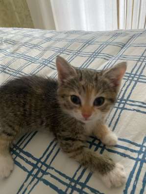 Котята в добрые руки. Бесплатно в Прокопьевске фото 3