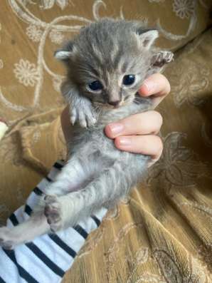 Котята в добрые руки в Махачкале фото 5