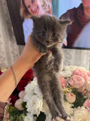 Отдам котят в добрые ручки в Омске фото 5