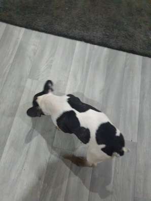 Frnzüsesche Bulldogge Welpe фото 5