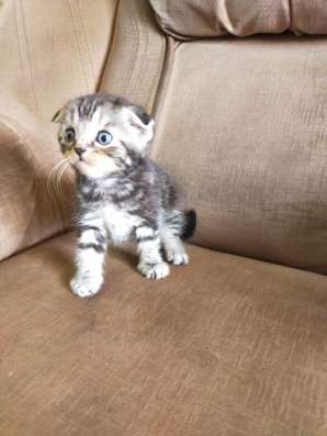 Шотландские котята фото 44