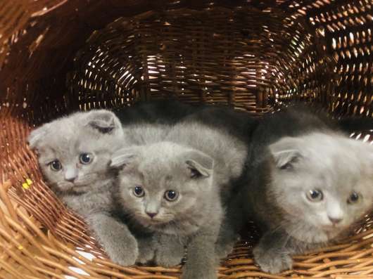 Котята британские в Москве