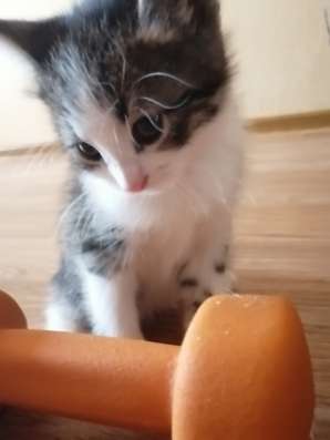 Котята в добрые руки в Нижнем Новгороде фото 5