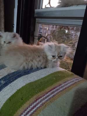 Продаются персидские котята