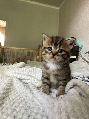 Шотландские котята в Брянске фото 4