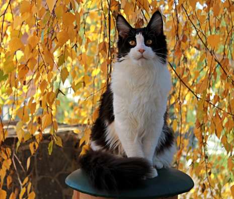 Котята мейн-куна из питомника