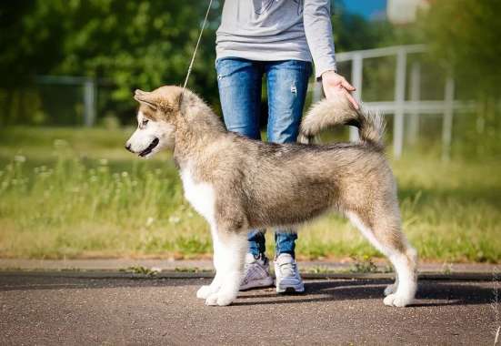 Аляскинского маламута щенки