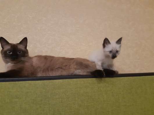 Сиамские котята в Сыктывкаре