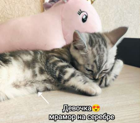 Шотландские котята в Москве фото 8