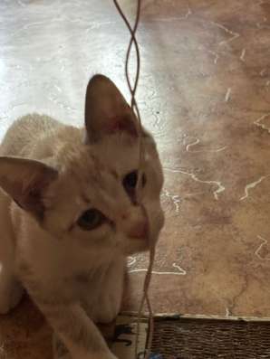 Котенок в добрые руки