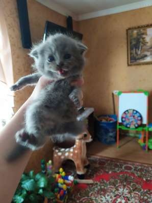 ШОТЛАНДСКИЕ КОТЯТА фото 4