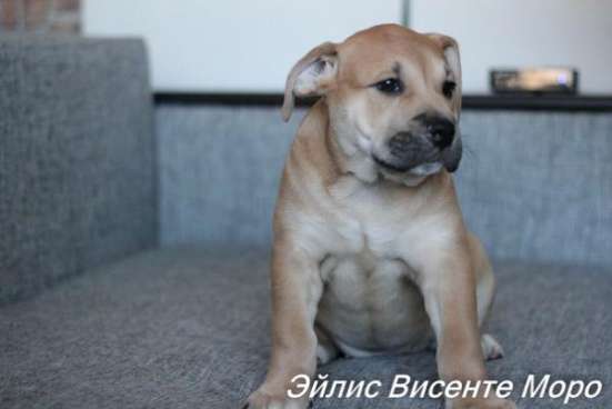 Продаются щенки ка де бо в Санкт-Петербурге фото 5