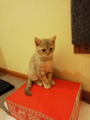 Котята Шотландские!