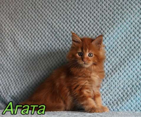 Maine Coon female рыжая девочка Мейн-Кун