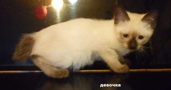 Котёнок Меконгского бобтейла
