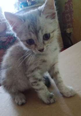 Разыскивается кошка!