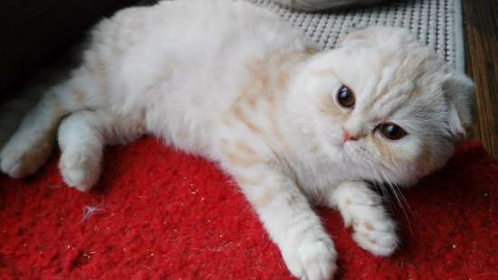 Шотландский фолд котик 6 мес