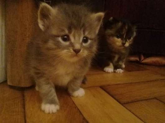 Отдадим котят в добрые руки в Санкт-Петербурге фото 7