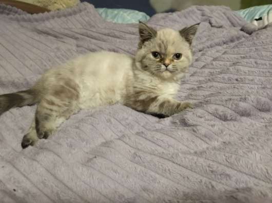 Шотландские котята фото 3