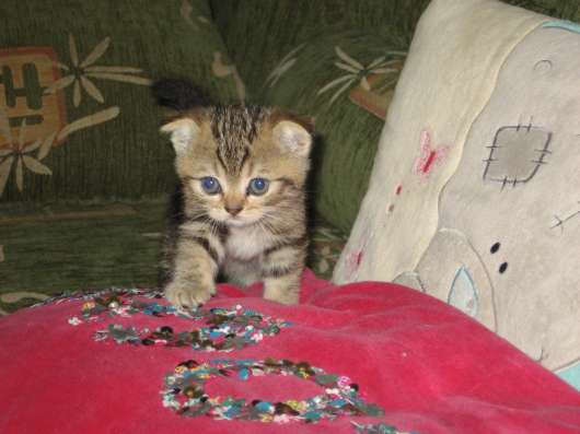 Котята шотландской породы в Самаре фото 17