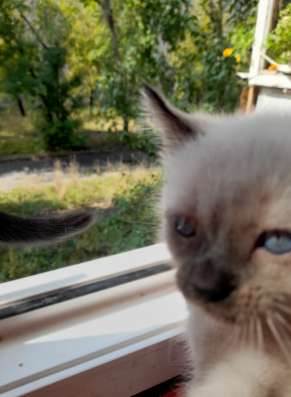 Сиамские котята МАЛЬЧИК