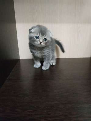 Шотландские котята в Москве фото 7