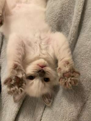 Котёнок, 1,5 месяца, мальчик в Дзержинске фото 4