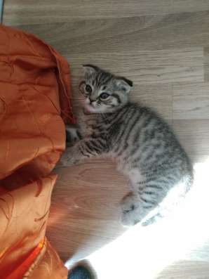 Продам шотландских котят фото 8