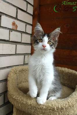 Котенок Мейн-Кун в Санкт-Петербурге фото 5