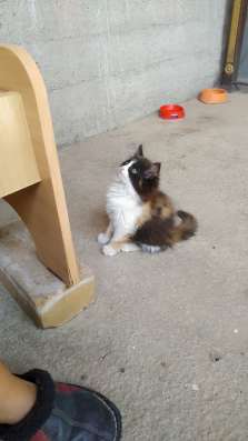 Сиамские котята