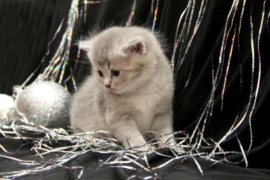 Шотландские котята фото 10