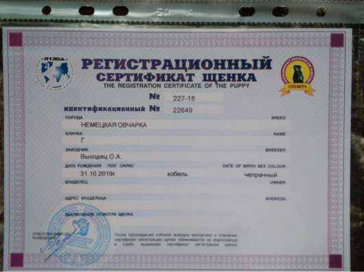 Продаются щенки немецкой овчарки фото 7