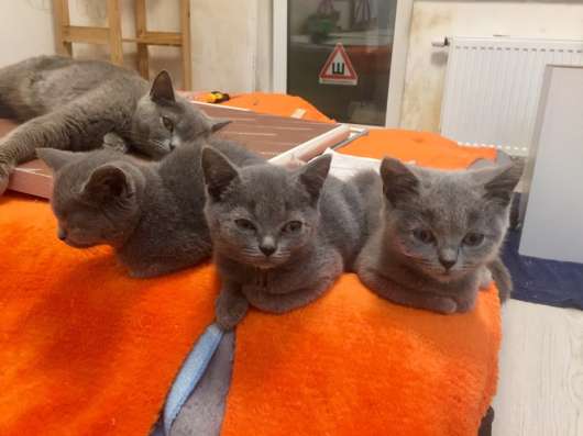 Британские котята